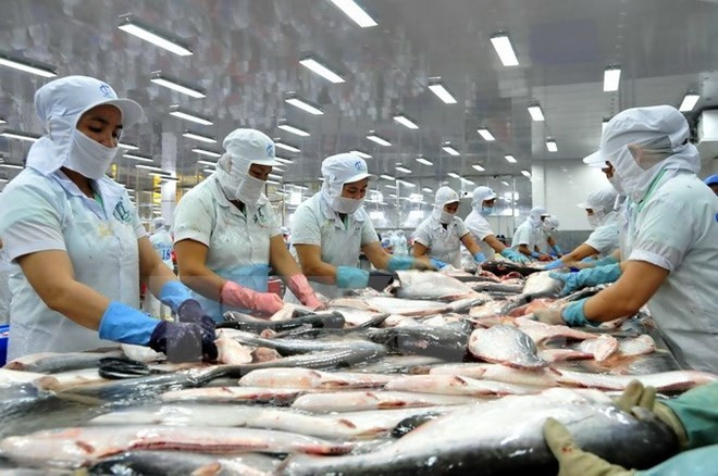 Vietnam qualified to export catfish to the US ảnh 1