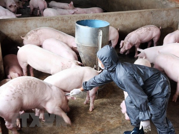 Deputy PM orders drastic measures to prevent ASF ảnh 1