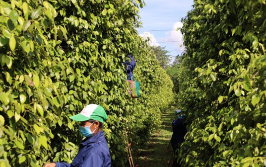 Ba Ria- Vung Tau intensifies trade promotion for key products ảnh 1 Ba Ria- Vung Tau intensifies trade promotion for key products ảnh 1