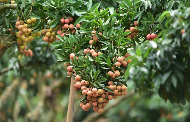 Bac Giang builds trademarks for farm produce to expand market ảnh 1