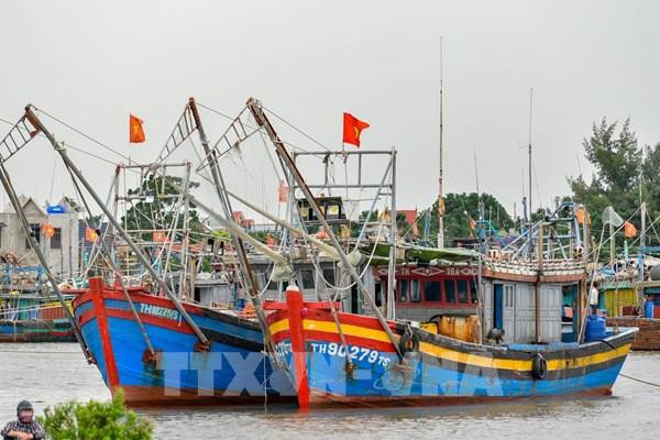  Thanh Hoa vessels possible of violating rules against IUU fishing announced ảnh 1
