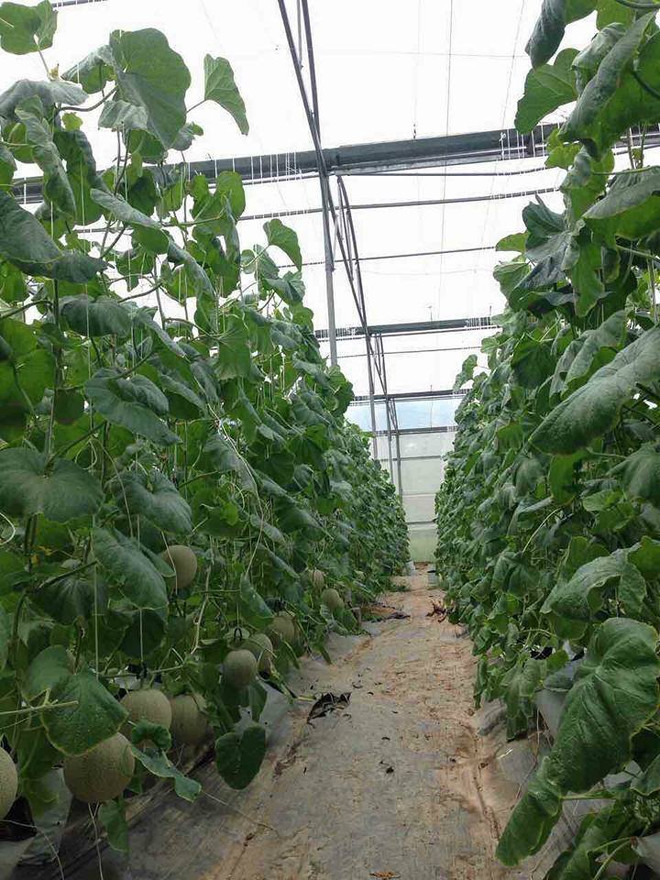 Ba Ria- Vung Tau intensifies trade promotion for key products ảnh 3 Ba Ria- Vung Tau intensifies trade promotion for key products ảnh 3