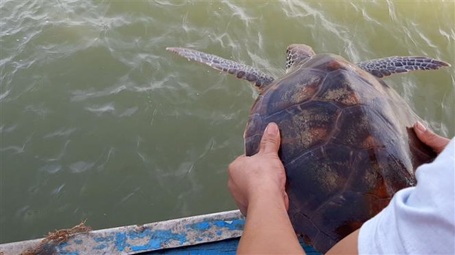 Nghe An: Rare green sea turtle returned to nature ảnh 1 Nghe An: Rare green sea turtle returned to nature ảnh 1