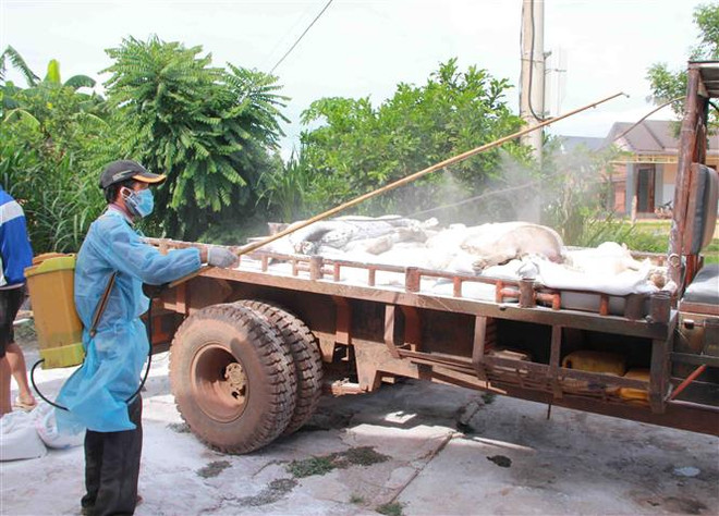 African swine fever keeps spreading ảnh 1