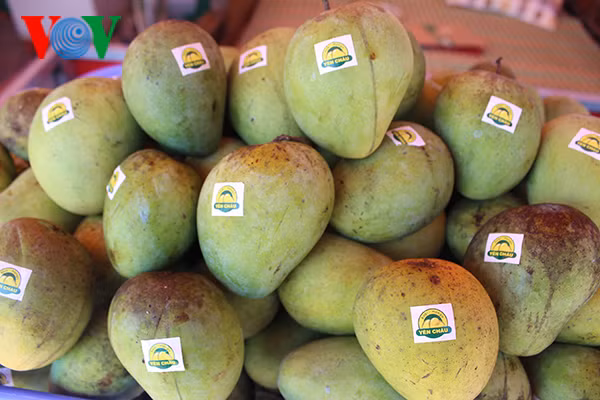 Son La mangoes exported to demanding markets ảnh 1