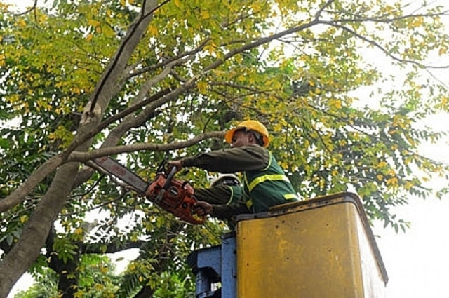 Hanoi to cut back 40,000 trees to cope with typhoons ảnh 1 Hanoi to cut back 40,000 trees to cope with typhoons ảnh 1