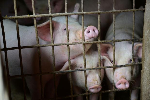 Thailand takes measures to prevent African swine fever ảnh 1