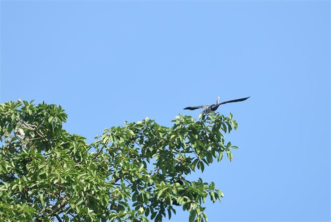 About 500 snakebirds discovered in Dong Nai province ảnh 2