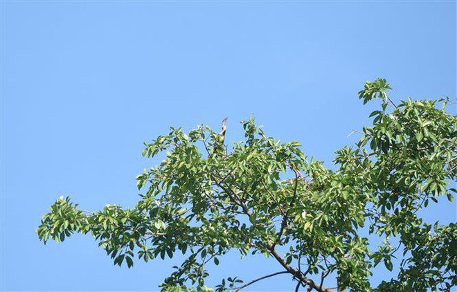 About 500 snakebirds discovered in Dong Nai province ảnh 4