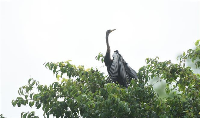 About 500 snakebirds discovered in Dong Nai province ảnh 3