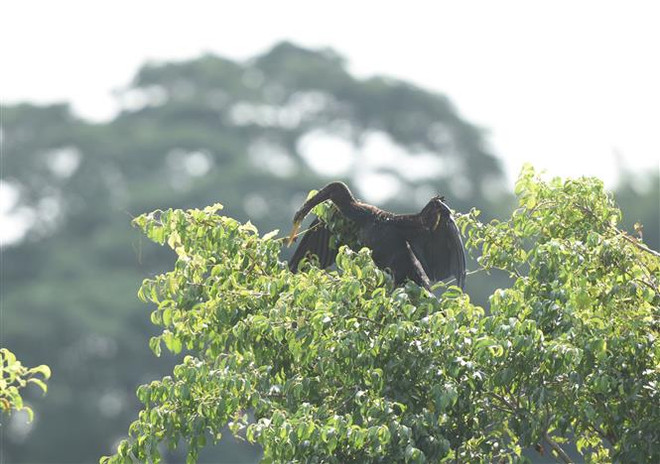 About 500 snakebirds discovered in Dong Nai province ảnh 1