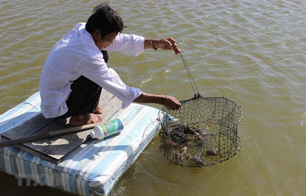 Ca Mau province acts to better protect environment in aquaculture ảnh 1