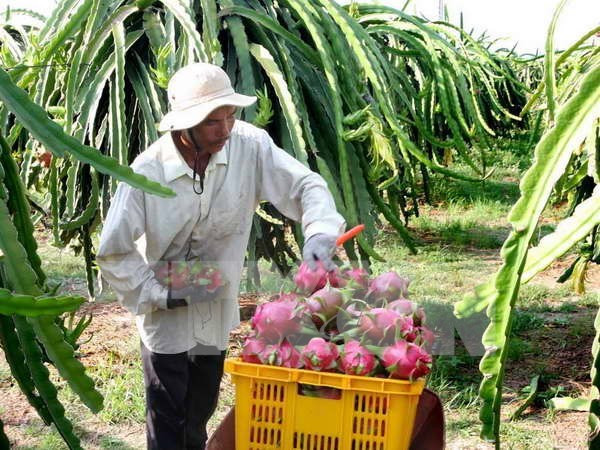 Fruit, veggie exports set record of 3.45 billion USD ảnh 1 Fruit, veggie exports set record of 3.45 billion USD ảnh 1