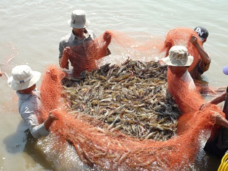 Shrimp farming in Vietnam: the search for sustainability ảnh 1 Shrimp farming in Vietnam: the search for sustainability ảnh 1