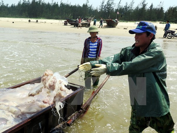 Concerted efforts exerted to bring back calm sea ảnh 1