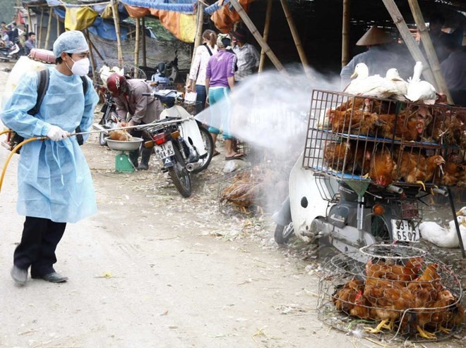 Southern provinces plan bird flu prevention ảnh 1 Southern provinces plan bird flu prevention ảnh 1