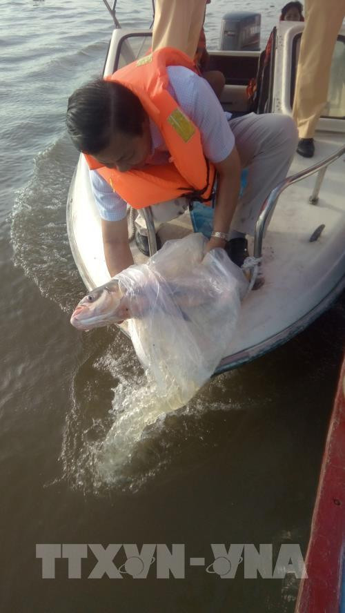 Mekong Delta localities launch mass release of shrimp, fish fry ảnh 1