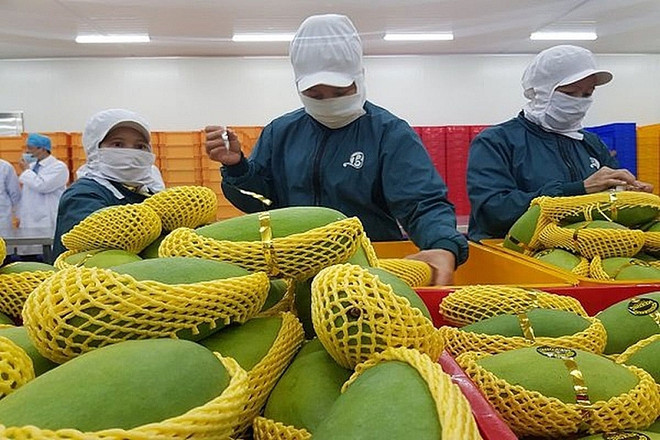 Fruit, vegetables exports to hit 4 billion USD ảnh 1 Fruit, vegetables exports to hit 4 billion USD ảnh 1