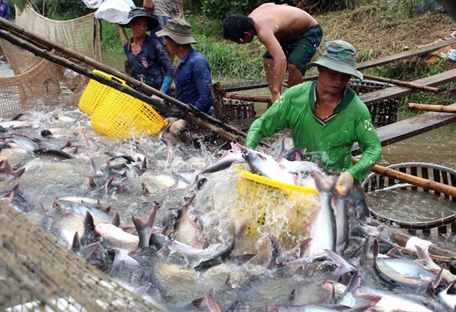 Over 20 Vietnamese basa fish exporters withdraw from EU market ảnh 1