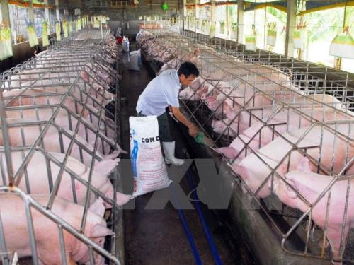 Vietnam tops ASEAN in animal feed production ảnh 1