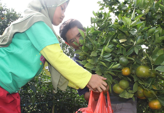 Indonesian gov’t provides 5.5 trillion Rp for local fruit development ảnh 1