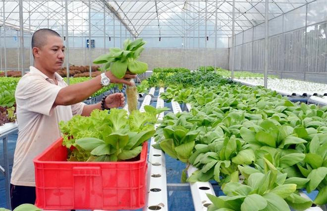 High-tech farming development sluggish ảnh 1 High-tech farming development sluggish ảnh 1