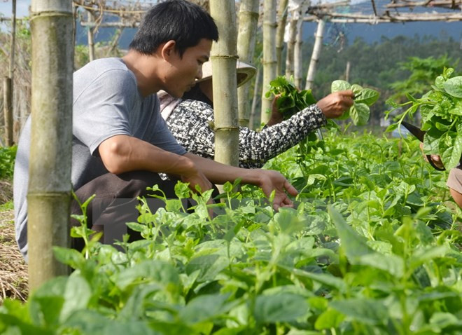 Bac Giang invests 1.5 trillion VND in hi-tech agriculture ảnh 1 Bac Giang invests 1.5 trillion VND in hi-tech agriculture ảnh 1