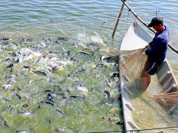 New programme to tighten control of catfish exported to US ảnh 1