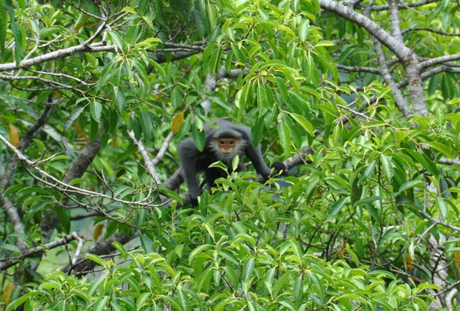 Quang Nam province protects primates from peril ảnh 1 Quang Nam province protects primates from peril ảnh 1