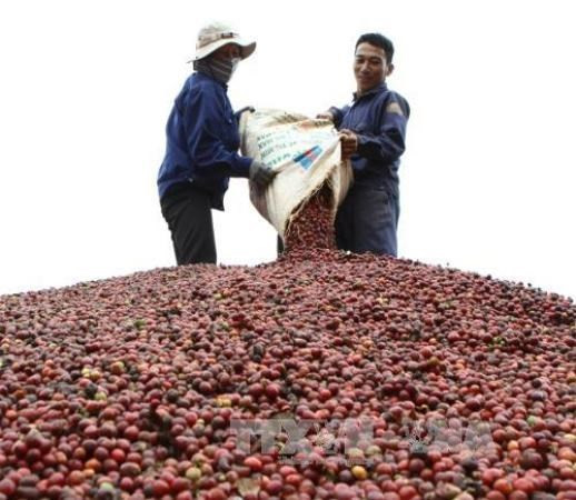 Tata builds freeze-dried coffee plant in Vietnam ảnh 1