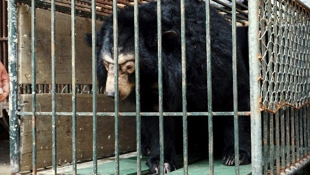 Microchips re-implanted in 200 captive bears in Hanoi ảnh 1