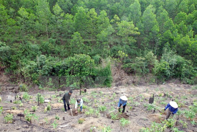 Central Highlands focuses on sustainable forest restoration ảnh 1