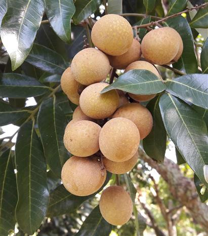 First Son La longan week underway in Hanoi ảnh 1 First Son La longan week underway in Hanoi ảnh 1