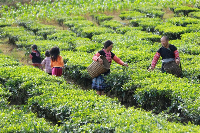 Australia helps improve women’s lives in northwestern region ảnh 1 Australia helps improve women’s lives in northwestern region ảnh 1