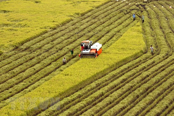 Quang Nam successful in restructuring agricultural sector ảnh 1