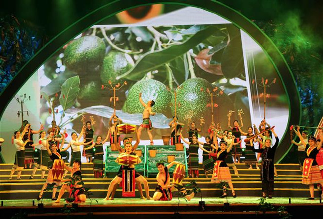 Avocado harvest season celebrated in Dak Nong ảnh 1