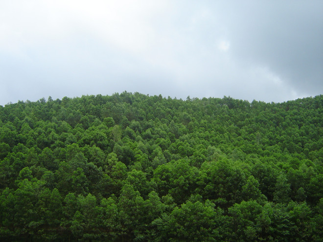 Forest quality declining despite coverage expansion: expert ảnh 1 Forest quality declining despite coverage expansion: expert ảnh 1