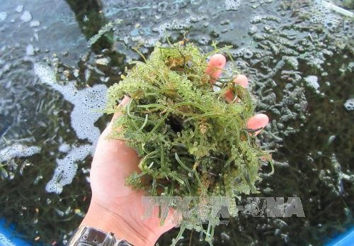 Ninh Thuan: sea grapes farming produces high profit ảnh 1