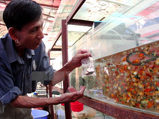 HCM City looks to expand ornamental fish industry ảnh 1 HCM City looks to expand ornamental fish industry ảnh 1