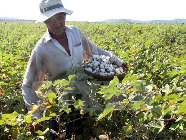 Vietnam to suspend raw cotton import from Ghana ảnh 1