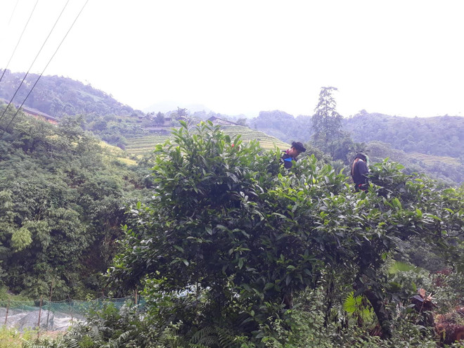 Ethnic minorities make real deal from tea production ảnh 3 Ethnic minorities make real deal from tea production ảnh 3