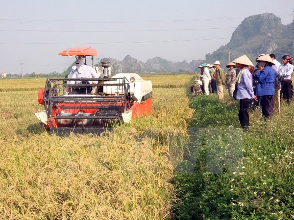 Sustainable agriculture transformation project in Long An launched ảnh 1