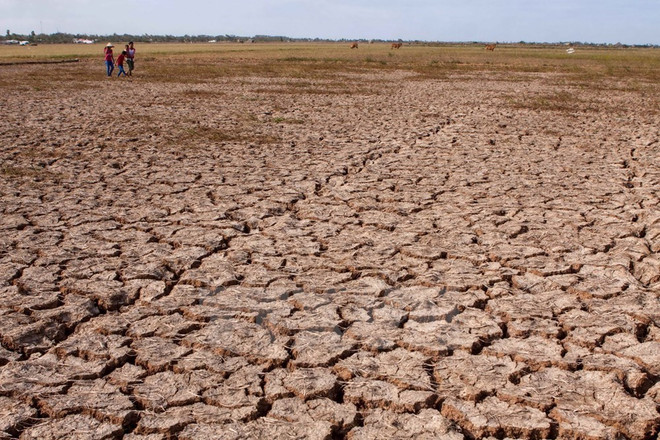 Mekong Delta struggling with drought, salt intrusion ảnh 1 Mekong Delta struggling with drought, salt intrusion ảnh 1