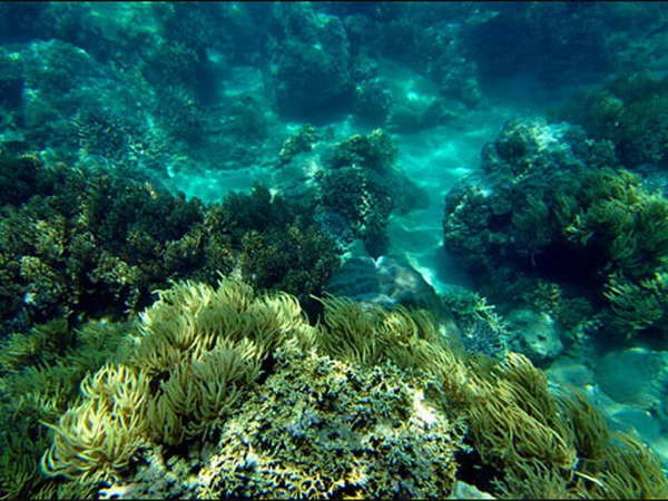 Artificial reefs promote coral recovery off Khanh Hoa’s coast ảnh 1