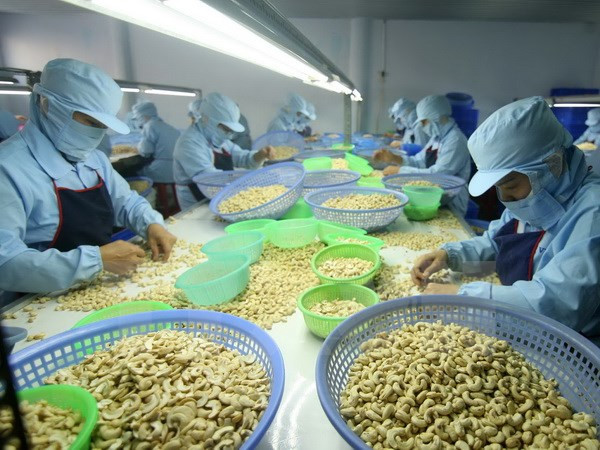 Ten-month cashew export enjoys robust growth ảnh 1