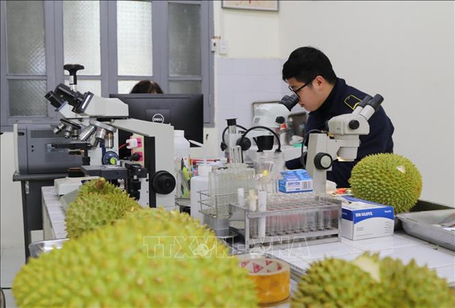 Lang Son strictly quarantines cross-border farm produce ảnh 1 Lang Son strictly quarantines cross-border farm produce ảnh 1