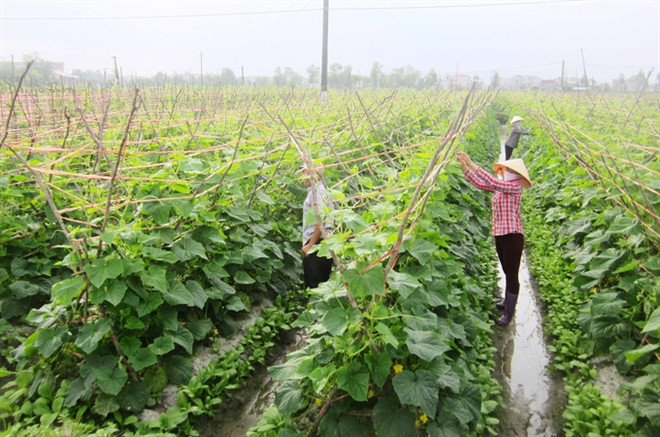Agricultural products seek to gain footholds in foreign markets ảnh 2 Agricultural products seek to gain footholds in foreign markets ảnh 2