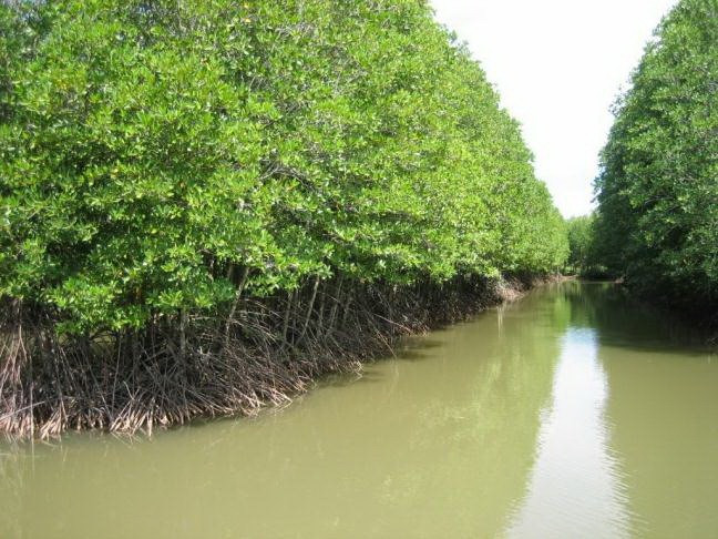 Ca Mau moves to protect coastal forests ảnh 1