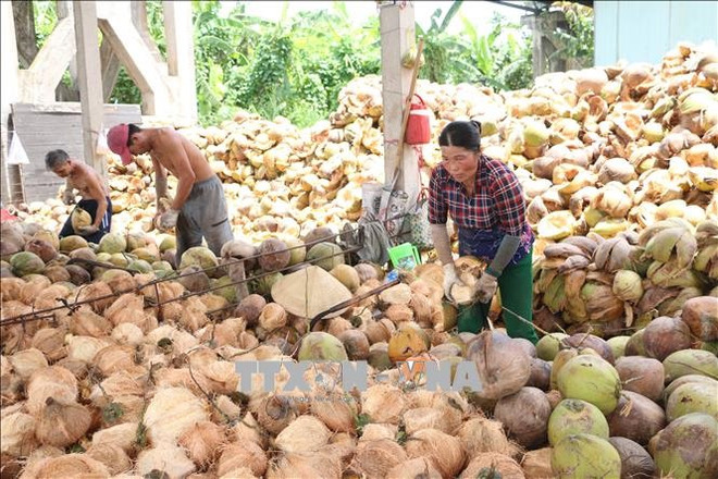 Delta provinces help farmers improve coconut value ảnh 1