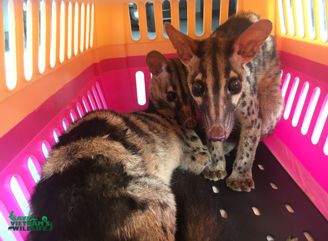Two rare palm civets saved from illegal online trade ảnh 1
